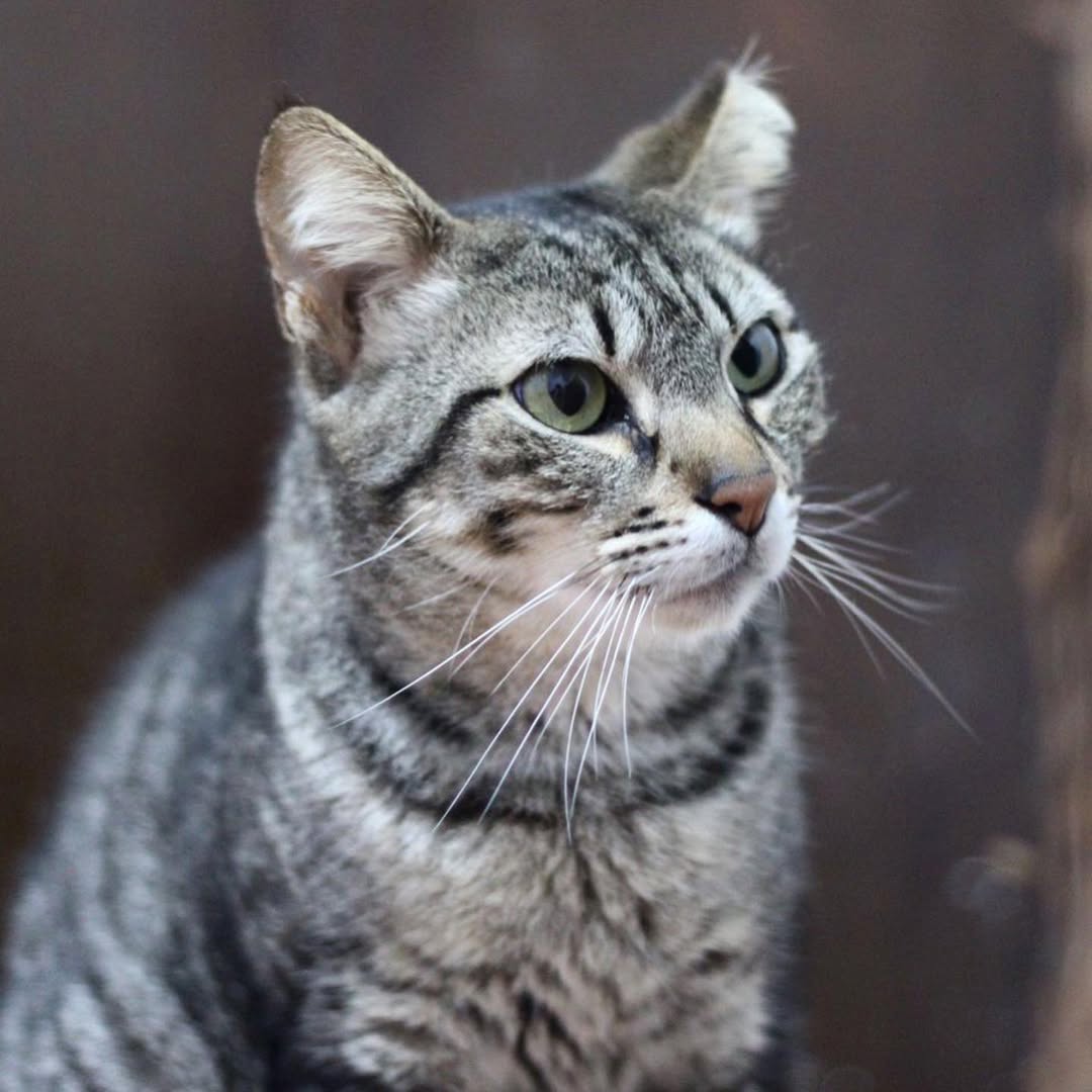 Foto de um gato